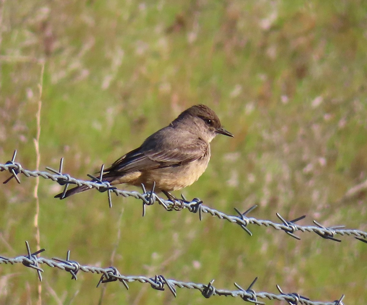Say's Phoebe - ML642883666
