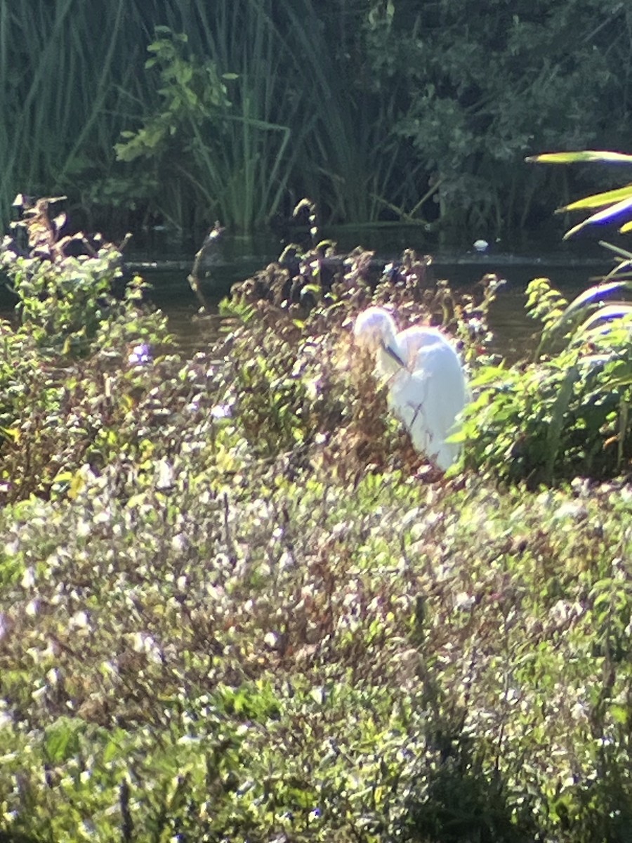 Little Egret - ML642883679