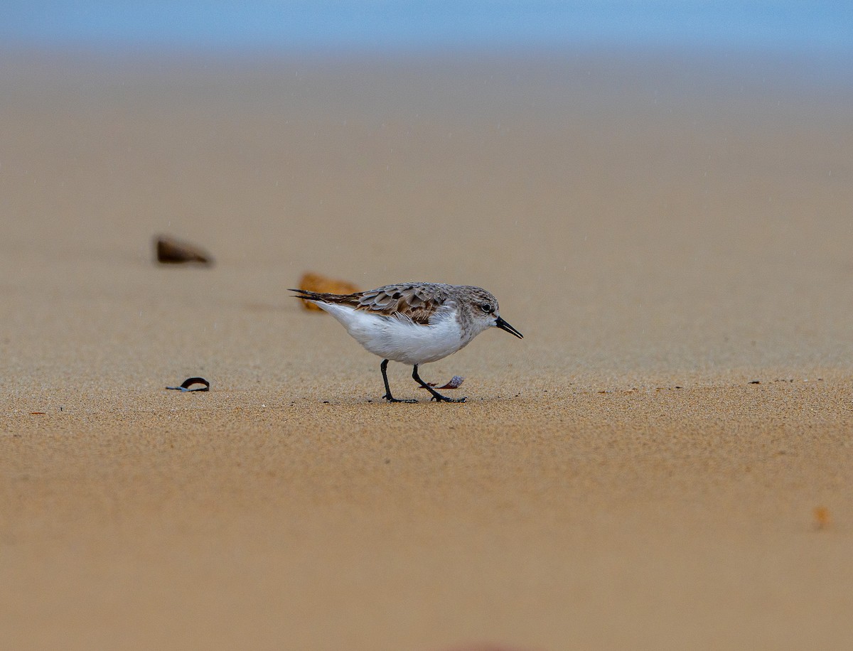 Red-necked Stint - ML642883680