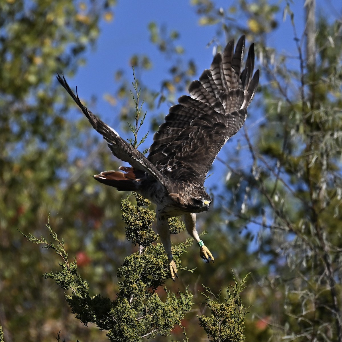 Red-tailed Hawk - ML642883681