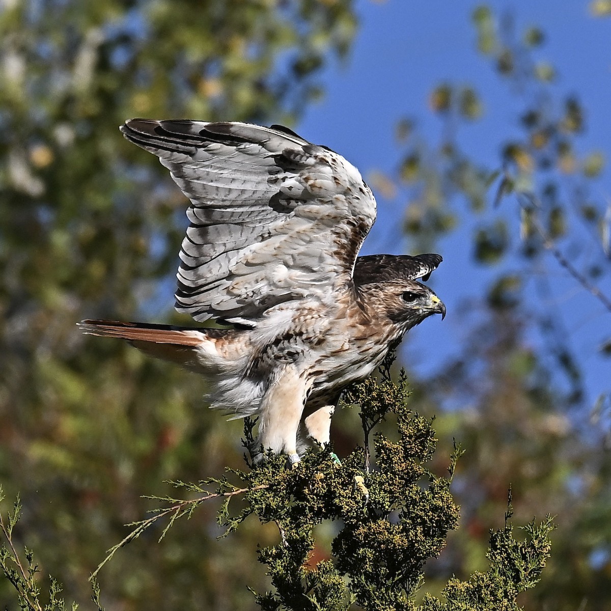 Red-tailed Hawk - ML642883682