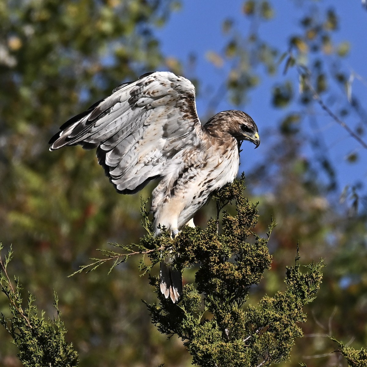 Red-tailed Hawk - ML642883683