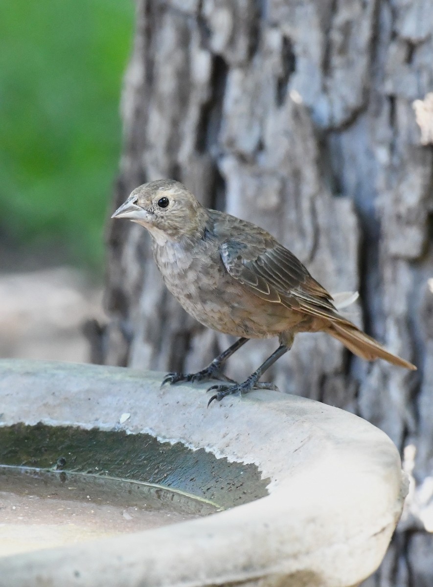 Brown-headed Cowbird - ML642883684