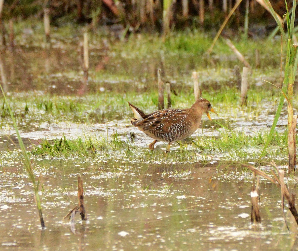 Sora - ML642883687