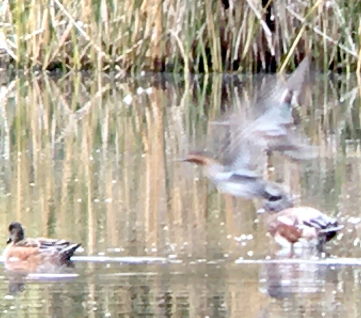 Green-winged Teal - ML642883689