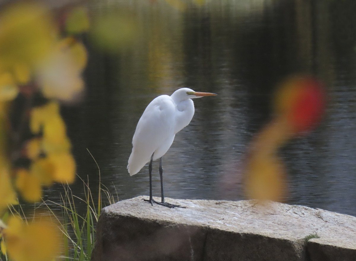 Great Egret - ML642883690