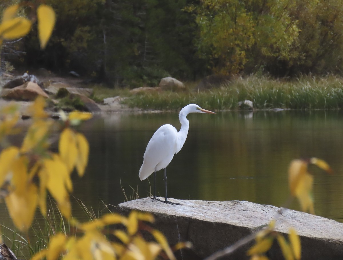 Great Egret - ML642883695
