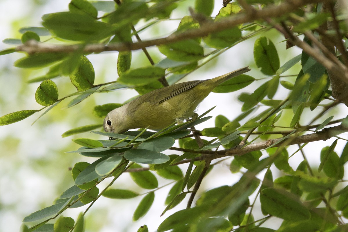 Orange-crowned Warbler - ML642883696