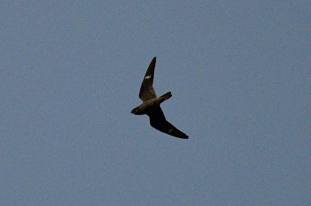 Common Nighthawk - ML642883697