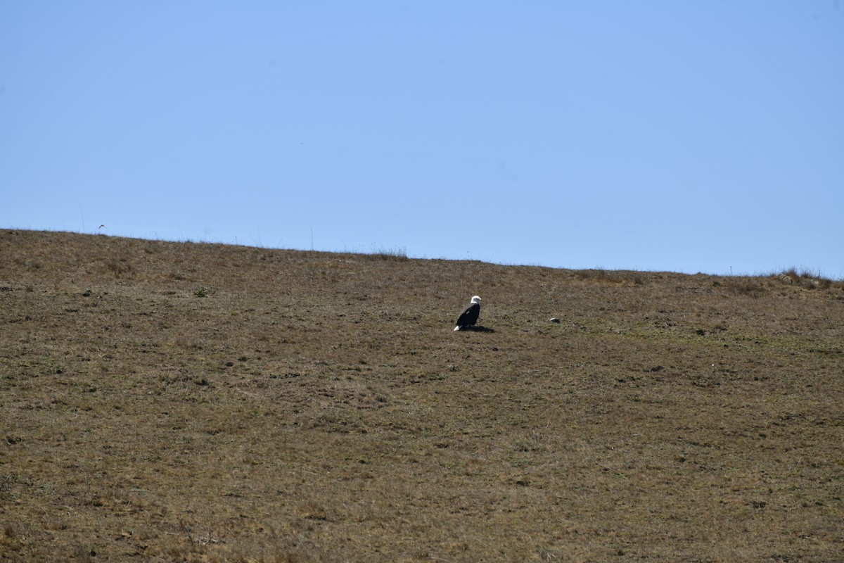 Bald Eagle - ML642883698