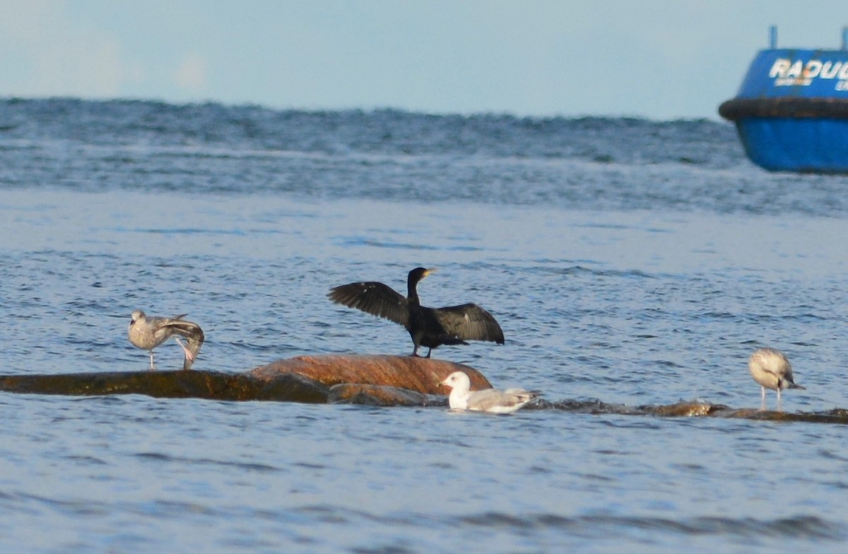 Great Cormorant - ML642883700