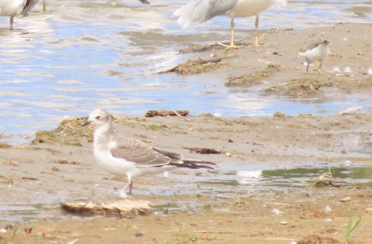 Sabine's Gull - ML642883701