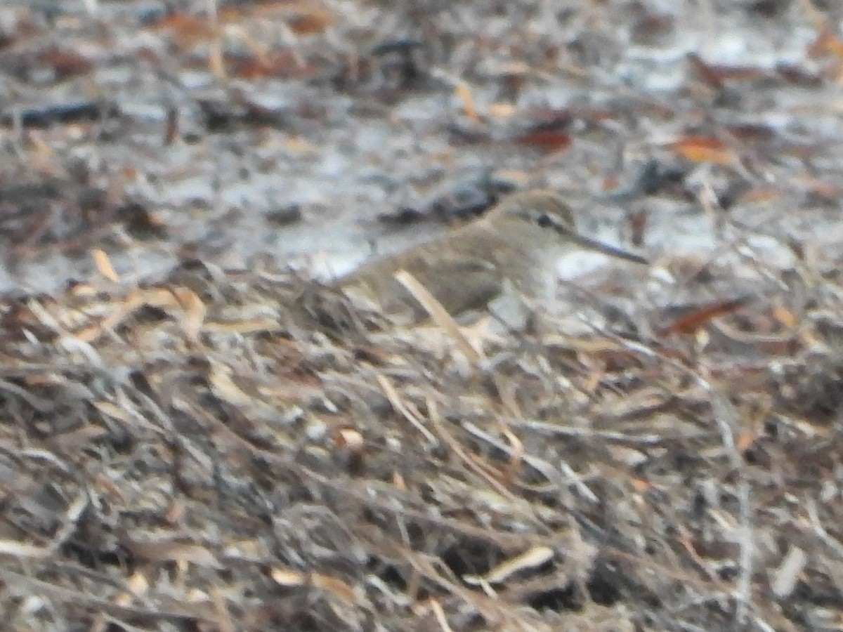 Common Sandpiper - ML642883702