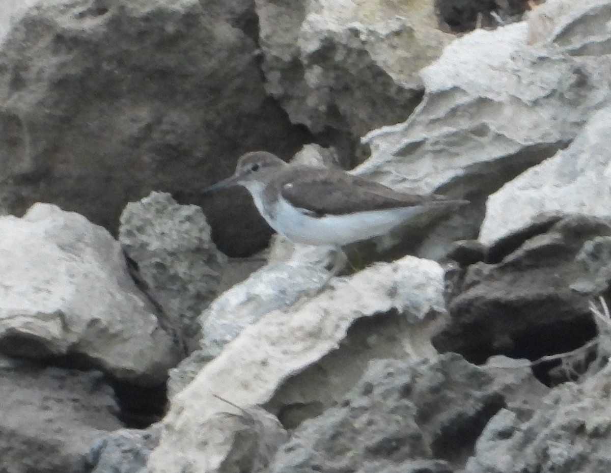 Common Sandpiper - ML642883703