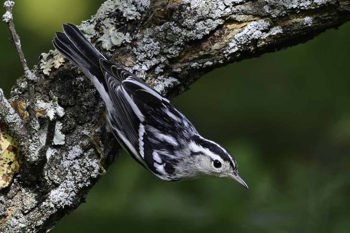 Black-and-white Warbler - ML642883705