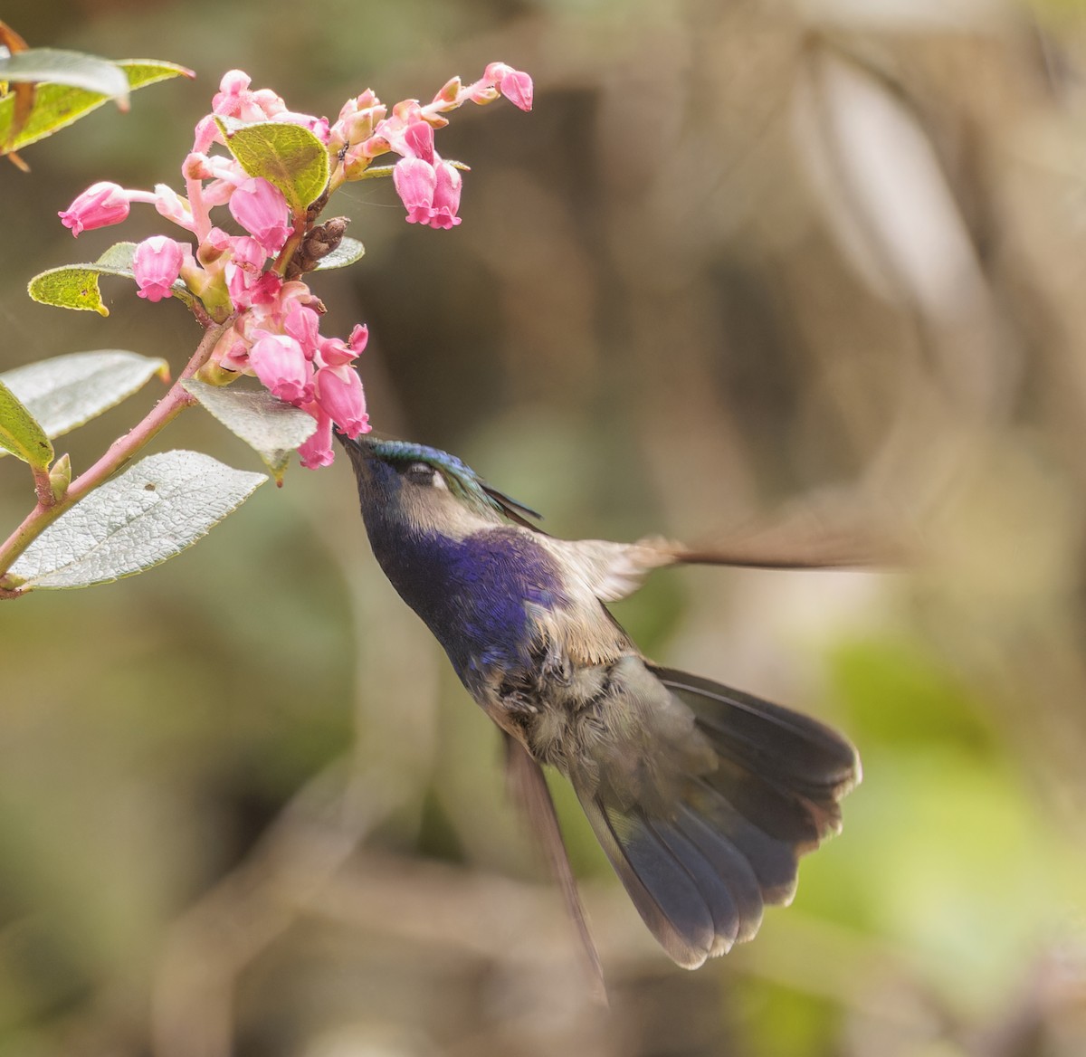 Green-crowned Plovercrest - ML642883706
