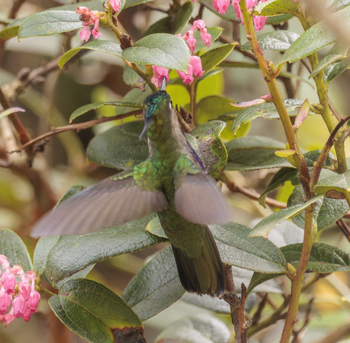 Green-crowned Plovercrest - ML642883708
