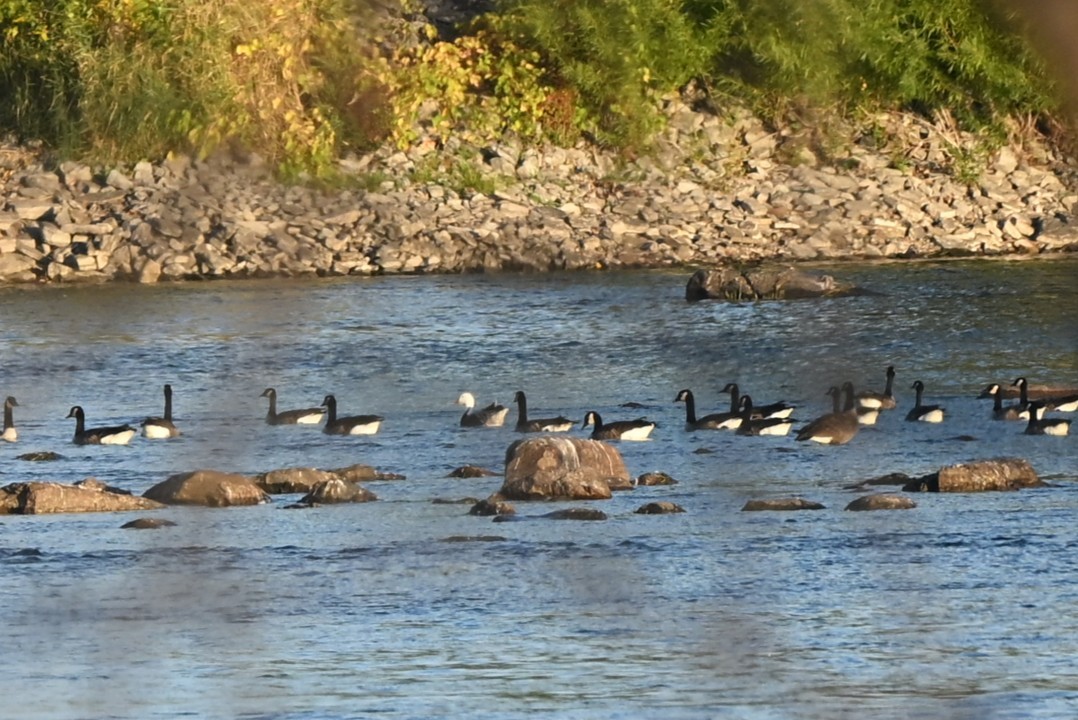 Snow Goose - ML642883709