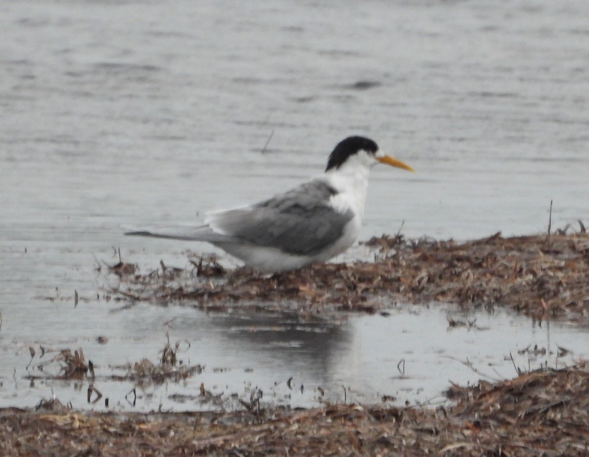 Great Crested Tern - ML642883710