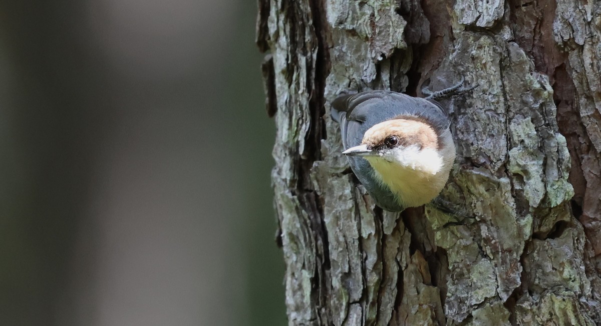 Brown-headed Nuthatch - ML642883712