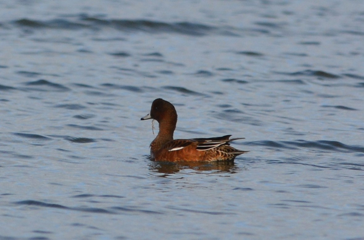 Eurasian Wigeon - ML642883713