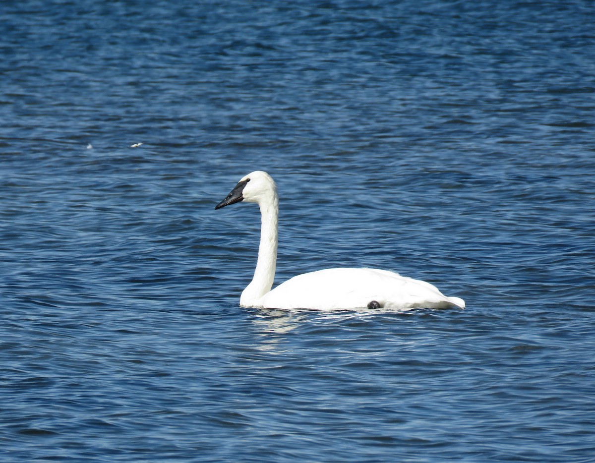 Trumpeter Swan - ML642883714