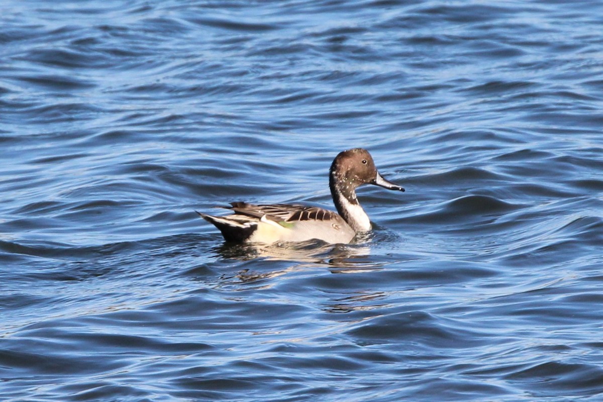 Northern Pintail - ML642883718