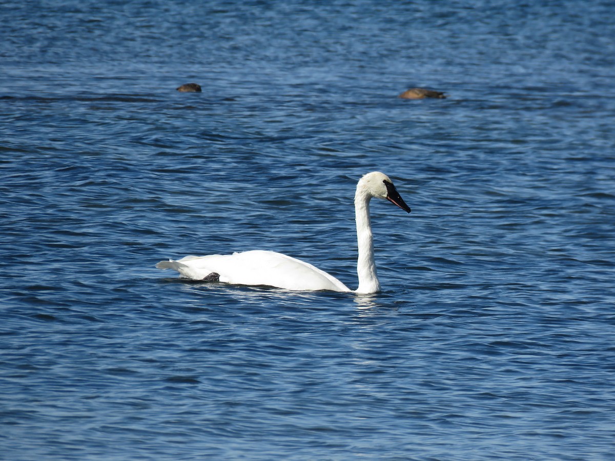 Trumpeter Swan - ML642883720