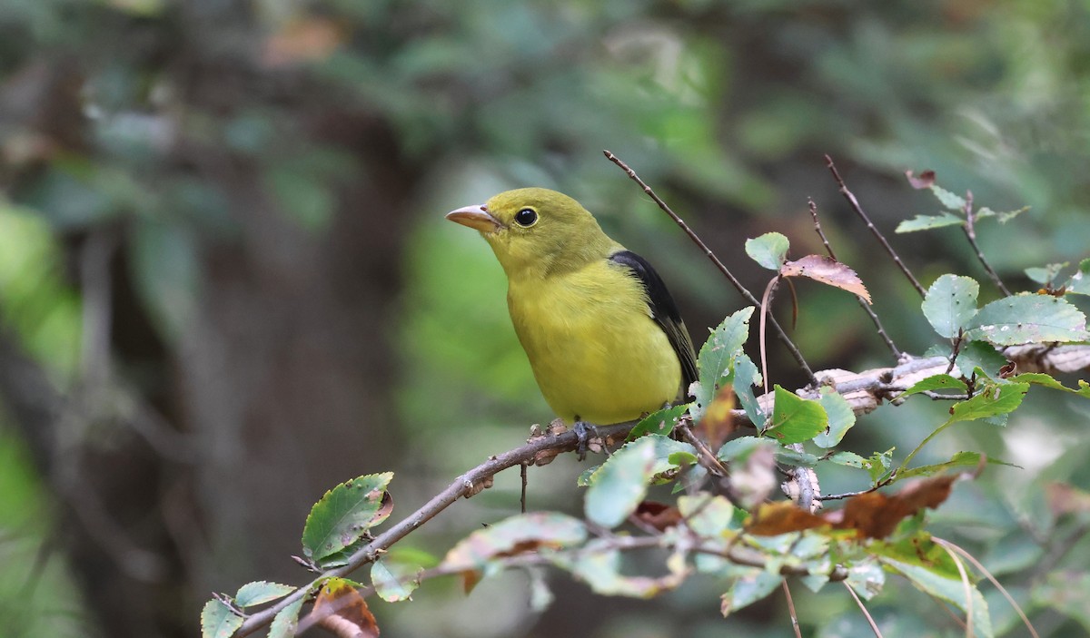Scarlet Tanager - Skip Smith