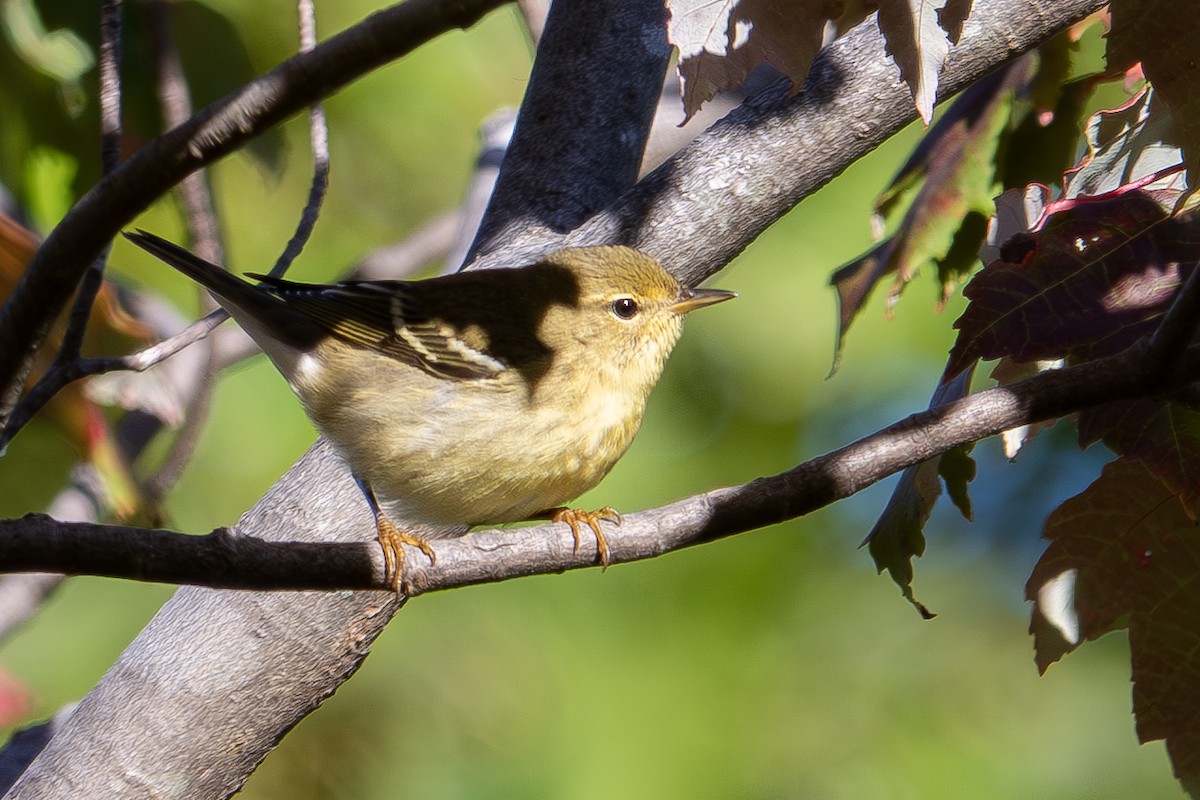 Blackpoll Warbler - ML642883732