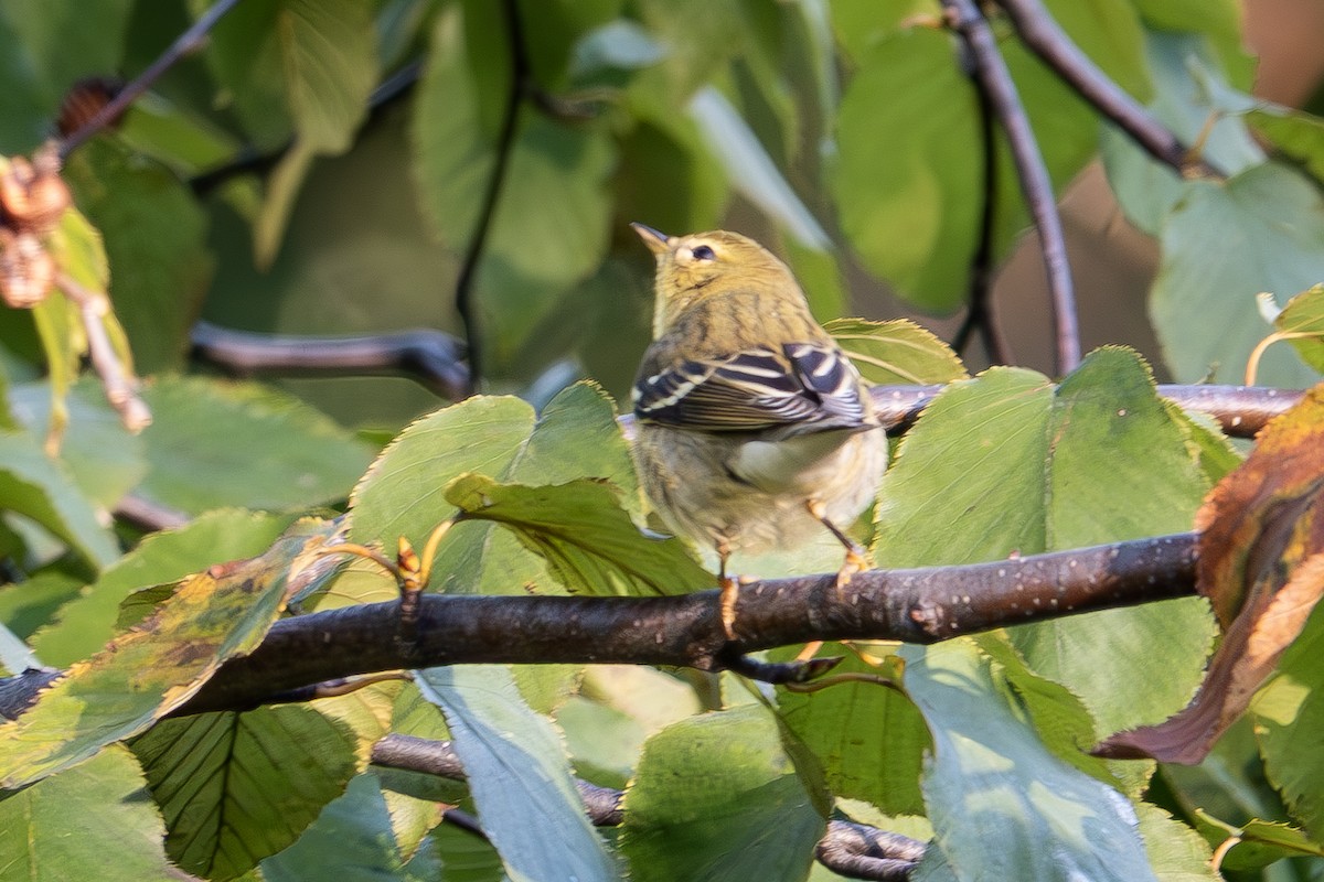 Blackpoll Warbler - ML642883733