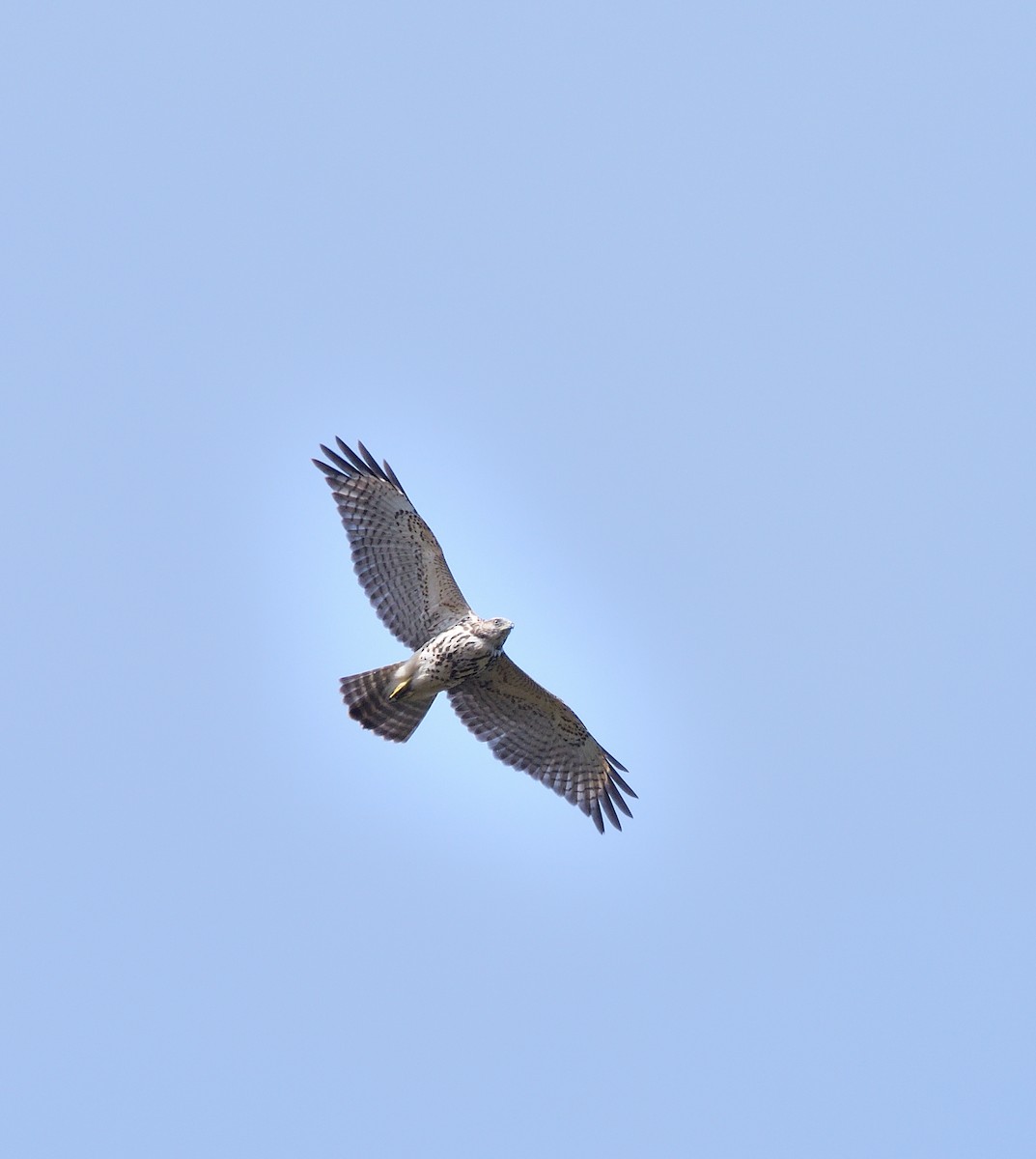 Red-shouldered Hawk - ML642883745