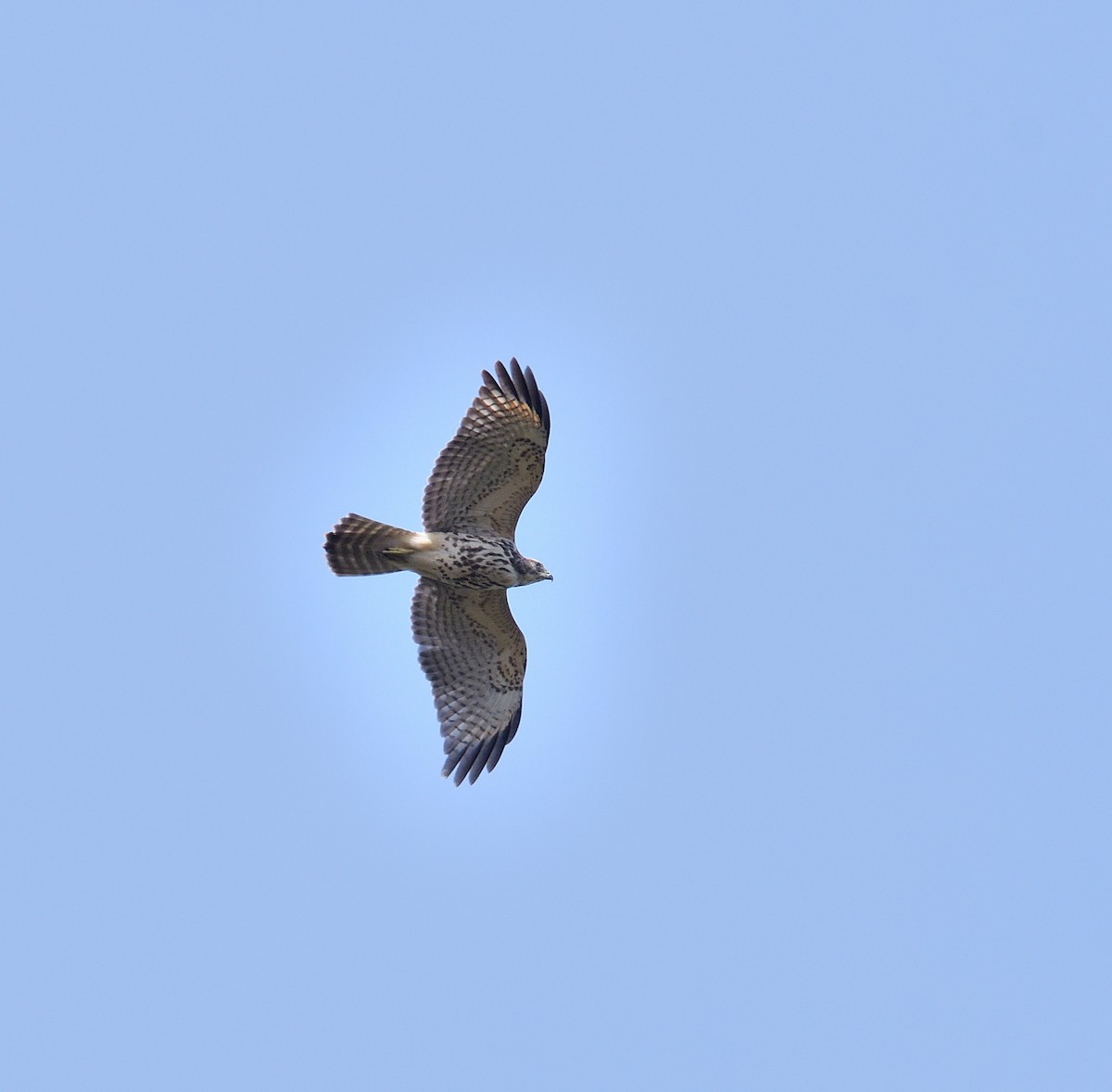 Red-shouldered Hawk - ML642883746
