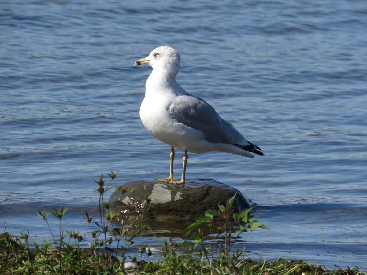 Ring-billed Gull - ML642883749