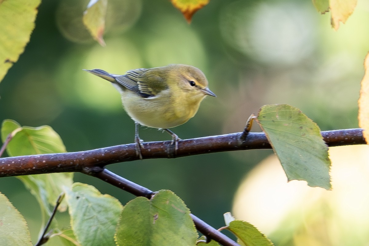 Tennessee Warbler - ML642883757