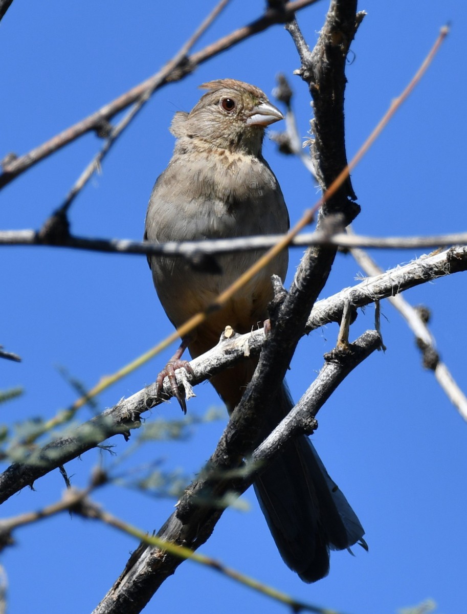 Toquí Pardo - ML642883770