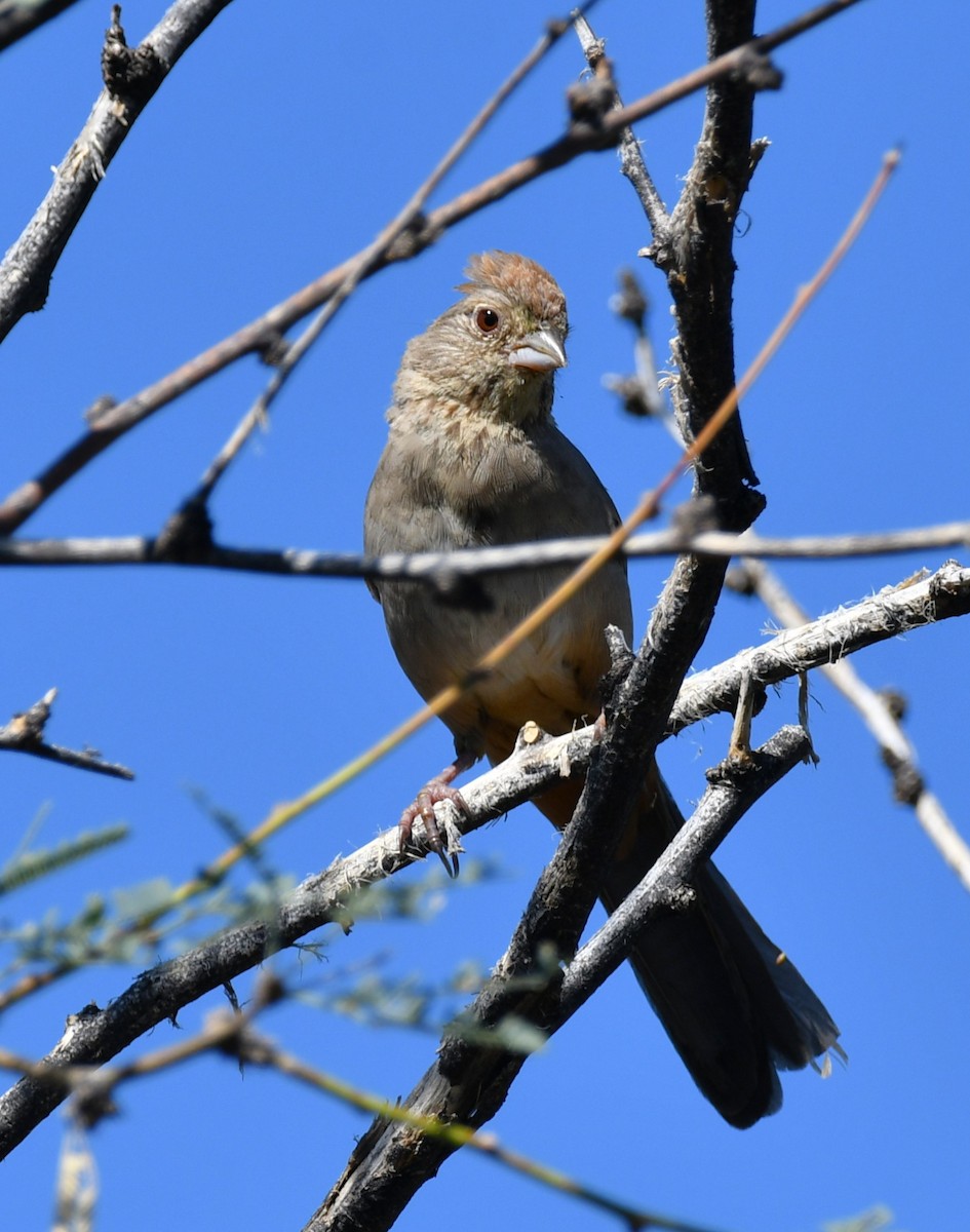Toquí Pardo - ML642883771