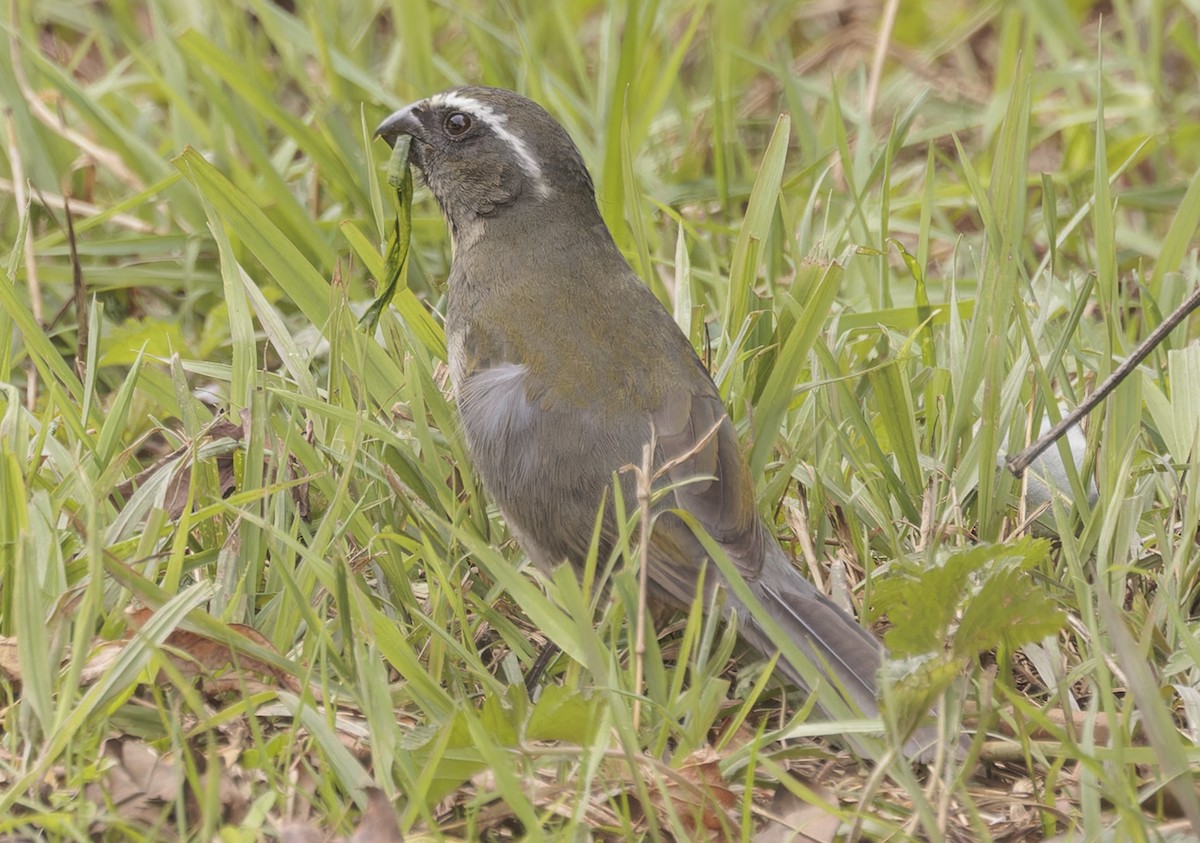 Thick-billed Saltator - ML642883828