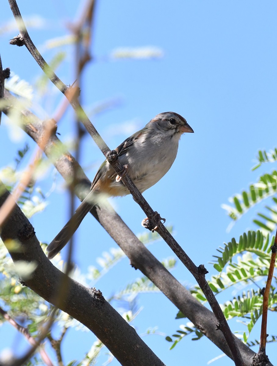 Rufous-winged Sparrow - ML642883840
