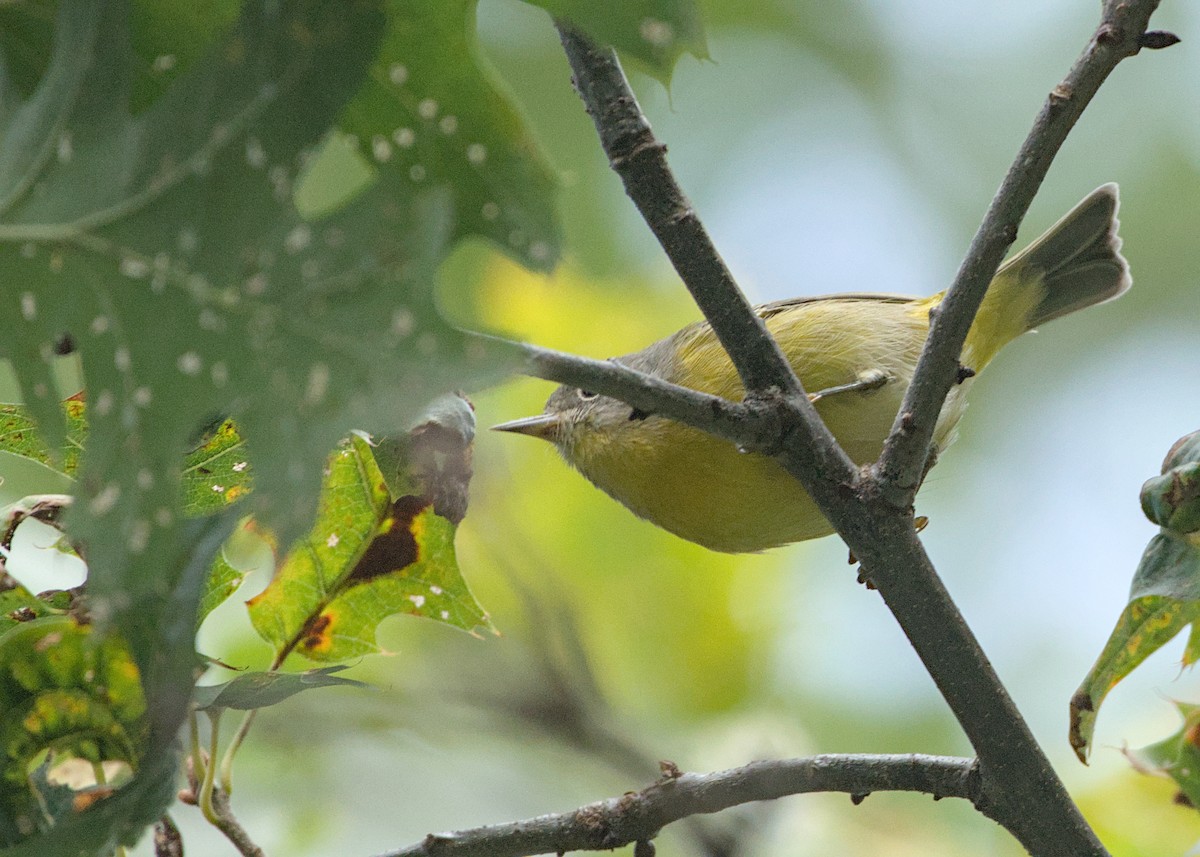 Nashville Warbler - ML642883842