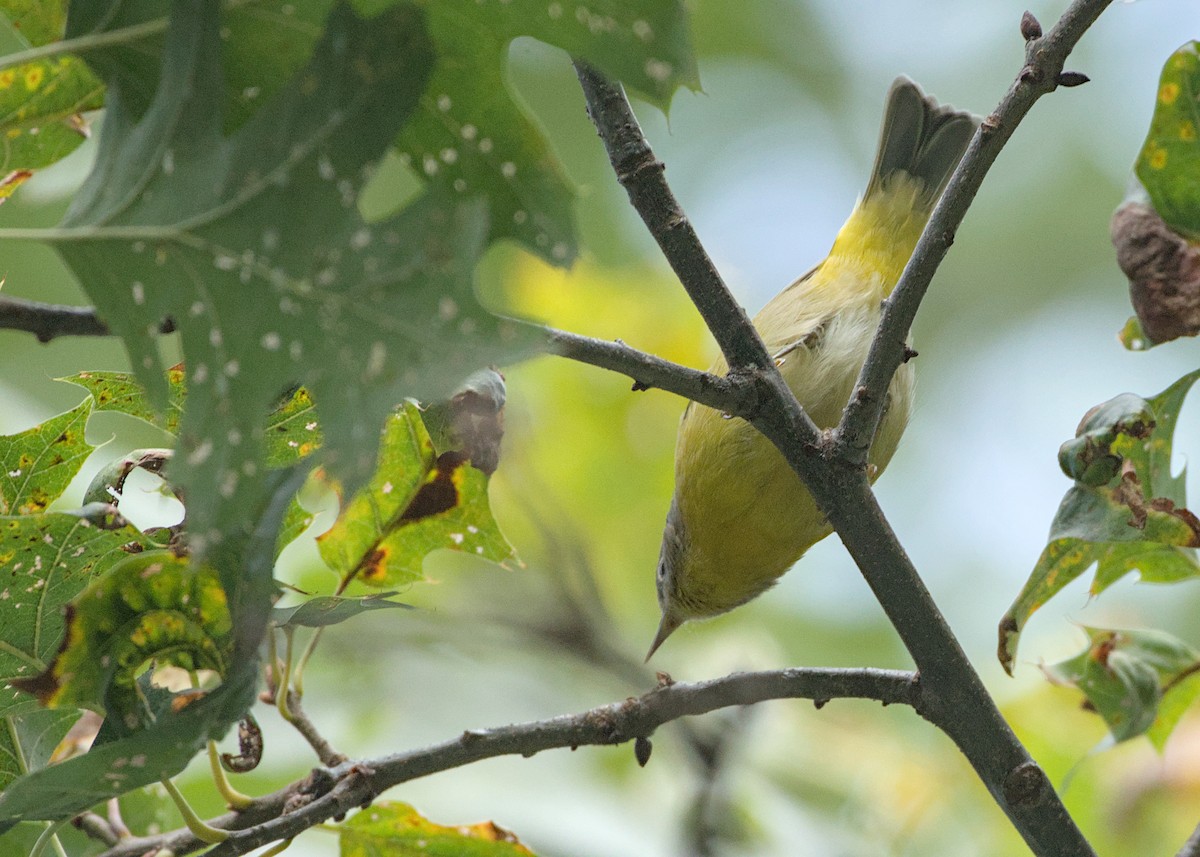 Nashville Warbler - ML642883843