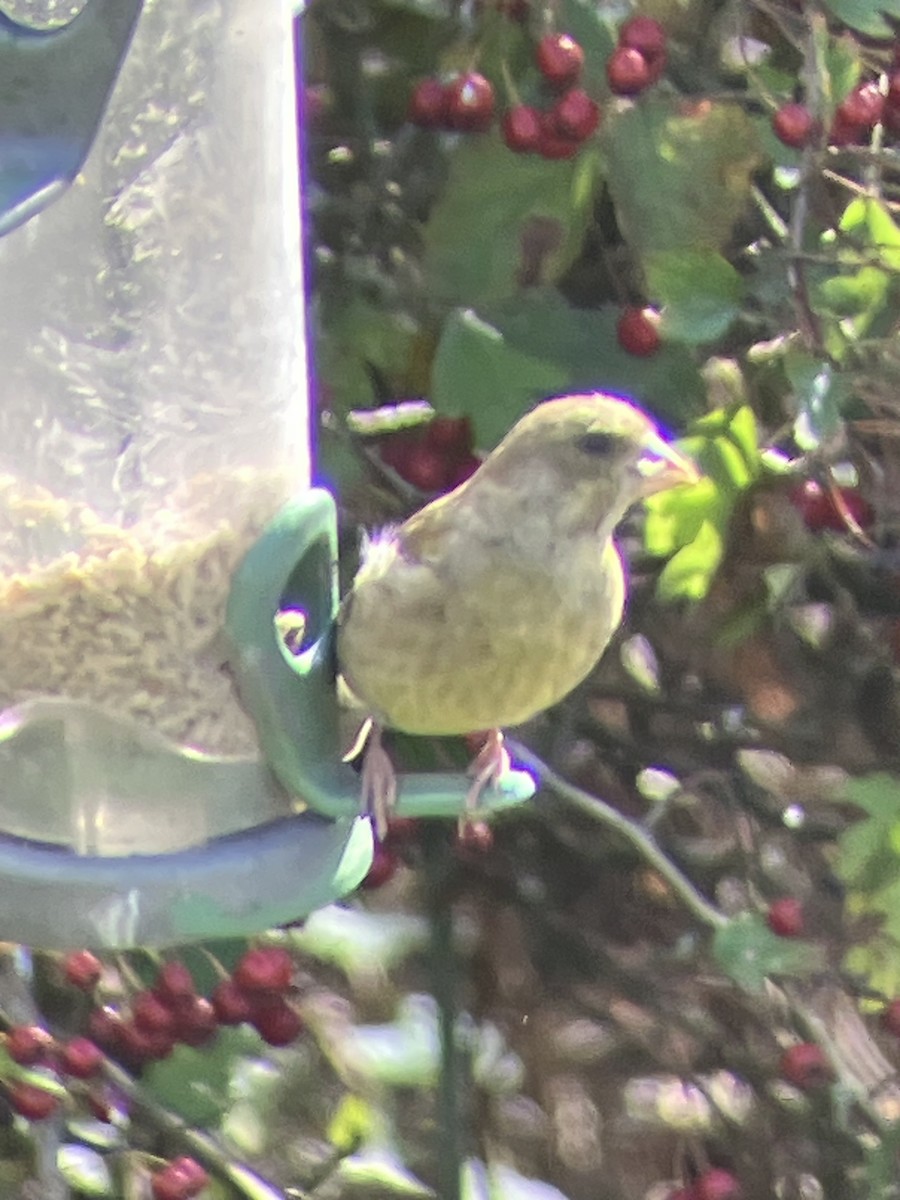 European Greenfinch - ML642883851