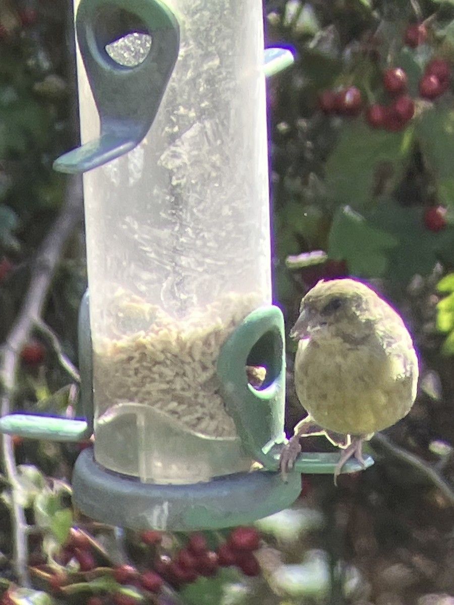 European Greenfinch - ML642883852