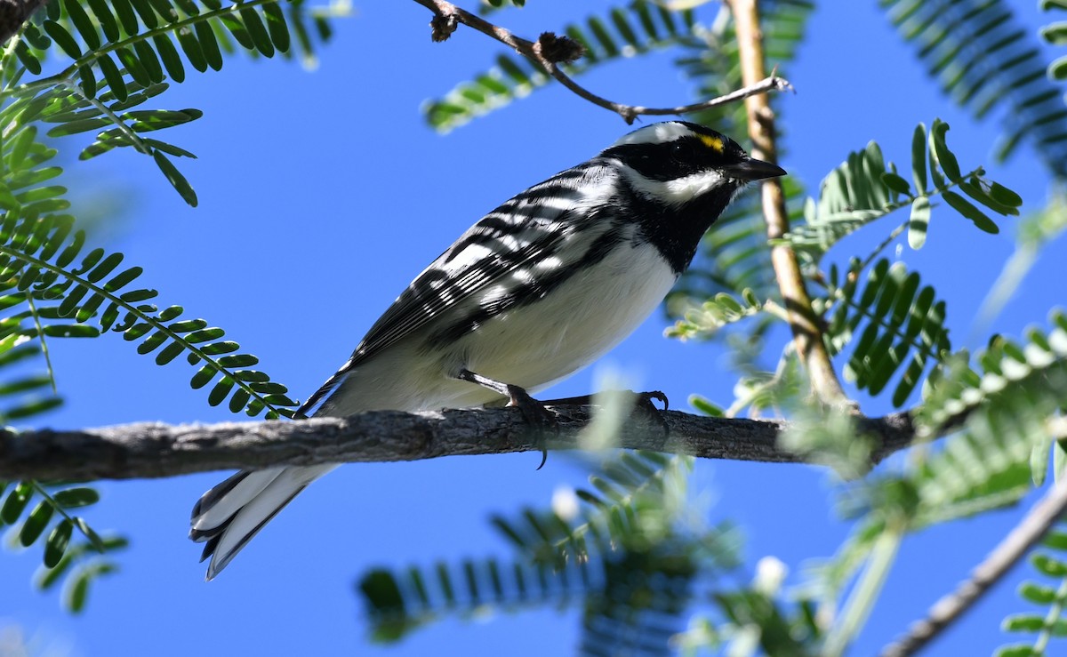 Black-throated Gray Warbler - ML642883854