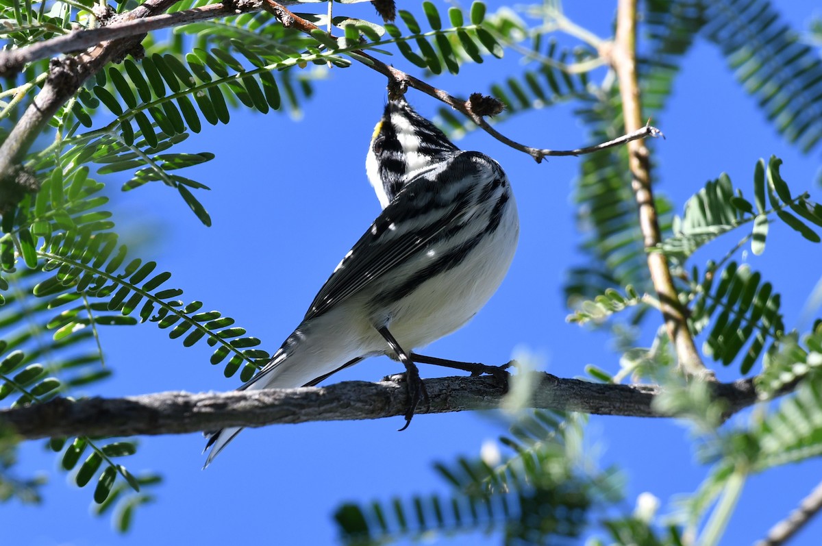 Black-throated Gray Warbler - ML642883855