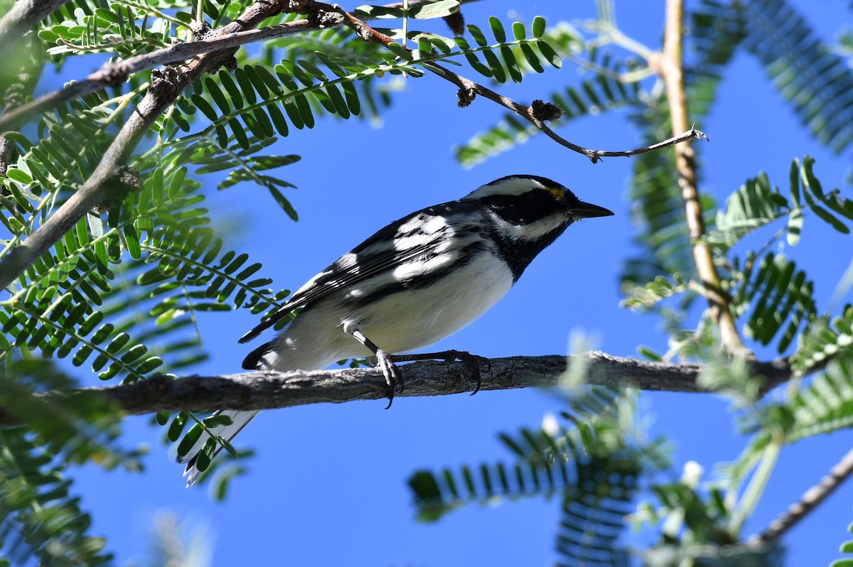 Black-throated Gray Warbler - ML642883856