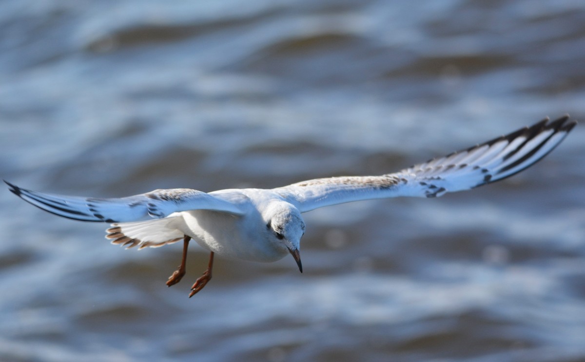 Mouette rieuse - ML642883883
