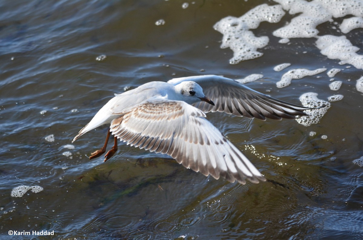 Mouette rieuse - ML642883884