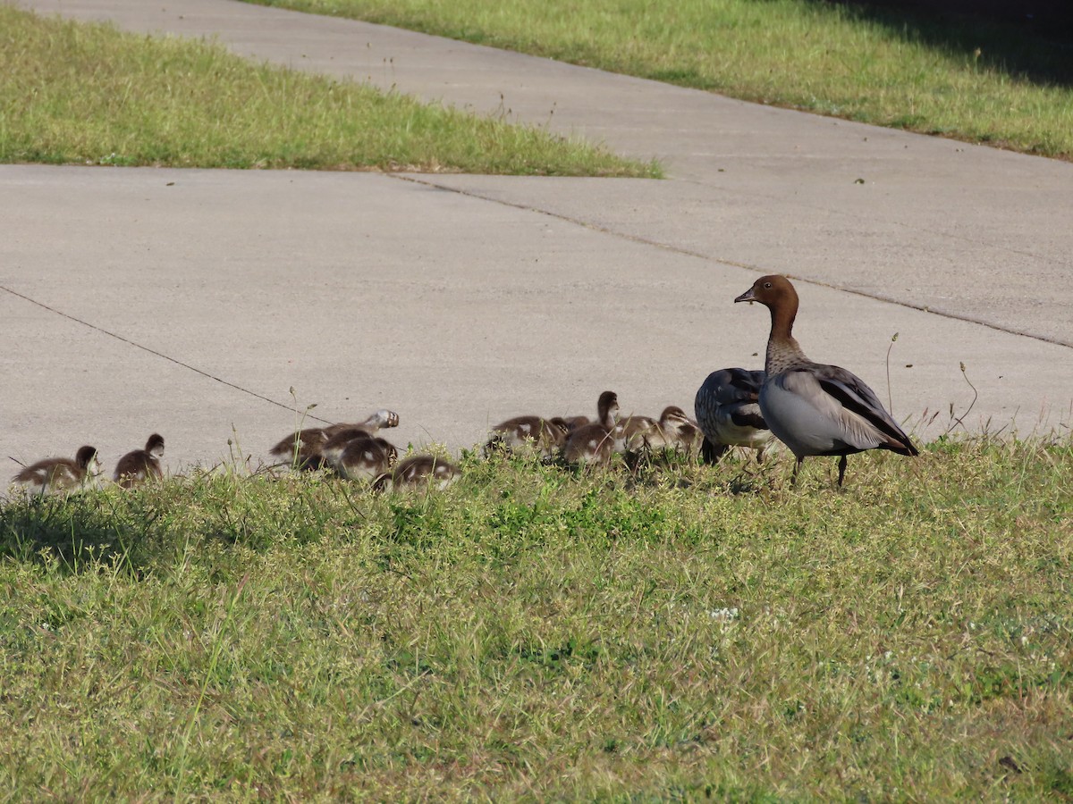 Canard à crinière - ML642883888