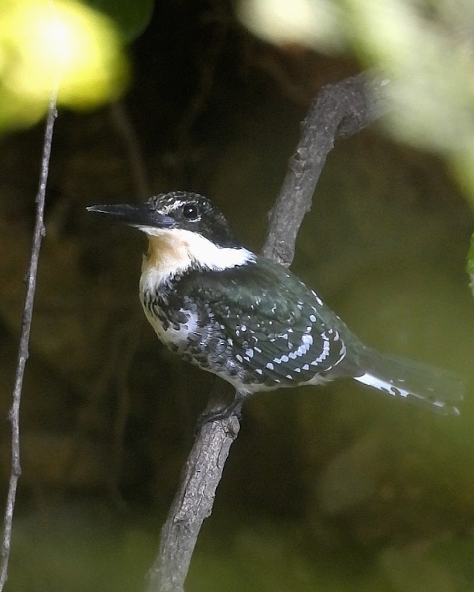 Martin-pêcheur vert - ML642883889